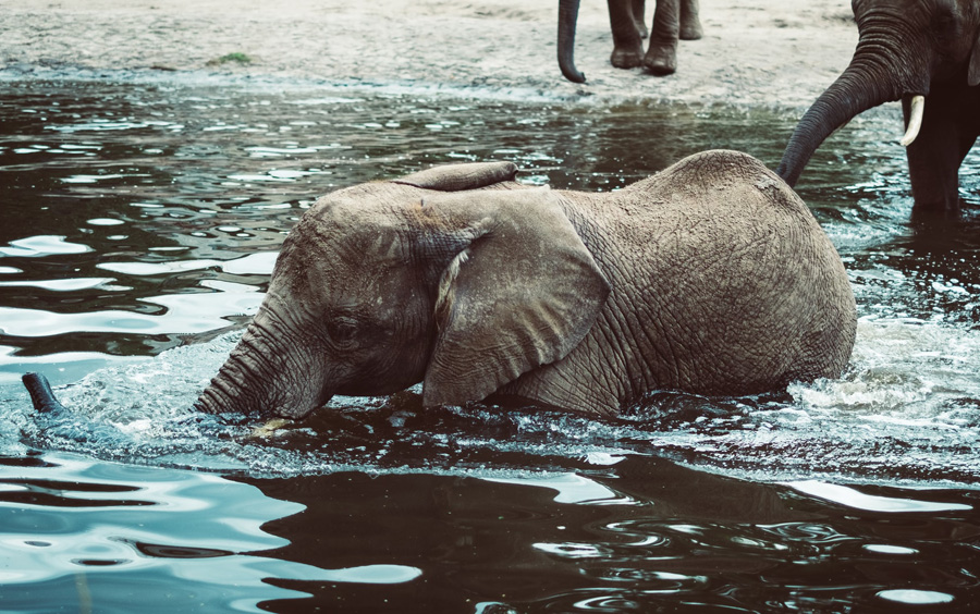 baby olifant in water
