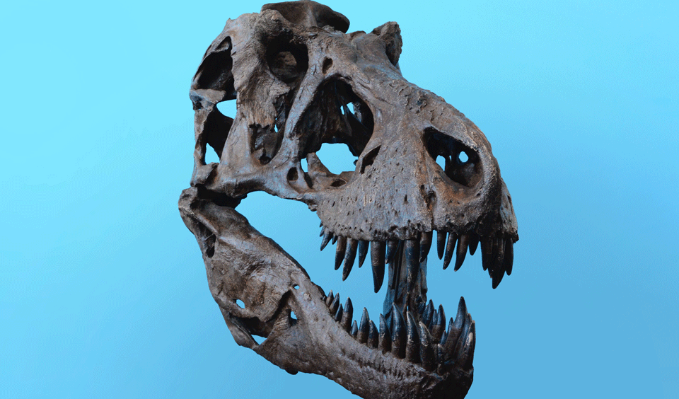 Dino-botten