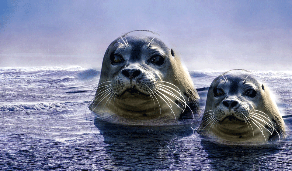 zeehonden